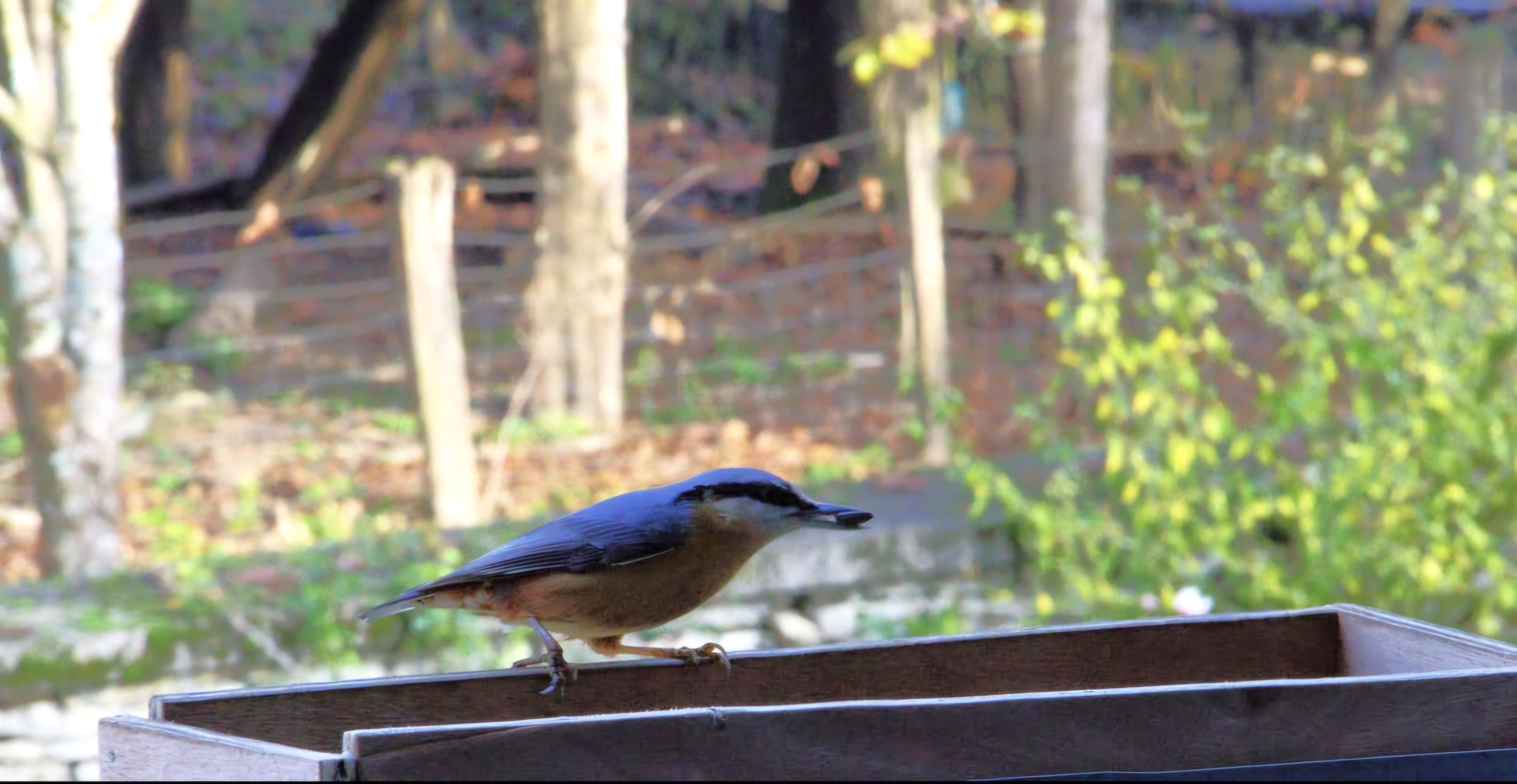 Observation et baguage sur une mangeoire à Fougerolles